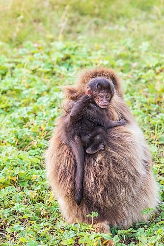 Ethiopia. North Gondar. Simien Mountains National Park. Baby Gelada baboon on its mothers back. Art Print